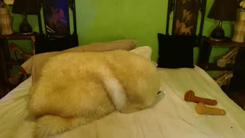 Snapshot of xxxpamelabombxxx chatting on 02.28.25 PAMPAM online show from 02.28.25