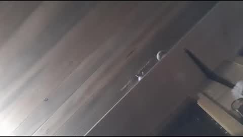 Snapshot of yessirprincesspet chatting on 11.30.25 yessirprincesspet online show from 11.30.25