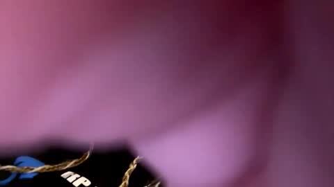 Snapshot of zapxxx69 chatting on 03.16.26 zapxxx69 online show from 03.16.26