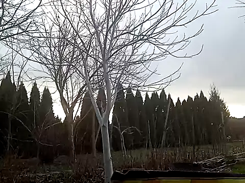 Snapshot of perversalus chatting on 02.02.25 perversalus online show from 02.02.25