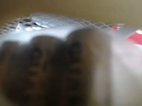 Snapshot of lovense_test04 chatting on 02.11.26 lovense test04 online show from 02.11.26