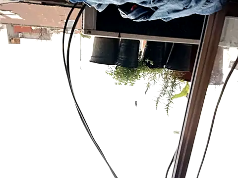 Snapshot of puak6666 chatting on 09.29.25 puak6666 online show from 09.29.25