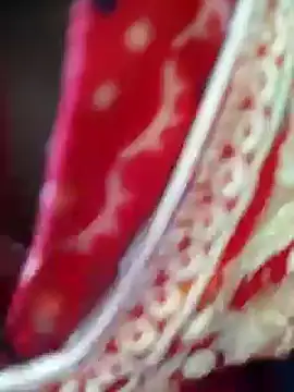 Snapshot of Bengoli--bhabhi chatting on 02.22.25 Bengoli--bhabhi online show from 02.22.25