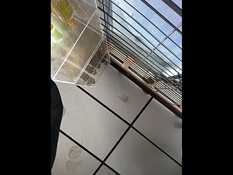 Snapshot of steelwood303 chatting on 12.21.25 steelwood303 online show from 12.21.25