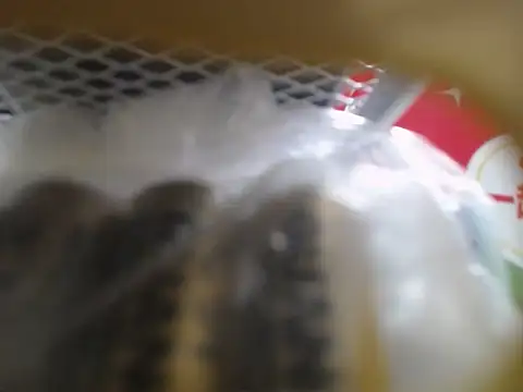 Snapshot of Lovensetest chatting on 10.10.25 Lovensetest online show from 10.10.25