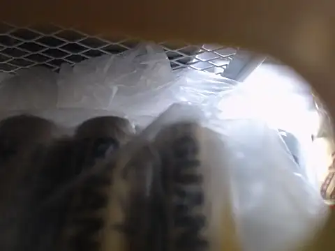 Snapshot of Lovensetest chatting on 10.11.25 Lovensetest online show from 10.11.25