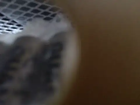 Snapshot of Lovensetest chatting on 10.31.25 Lovensetest online show from 10.31.25