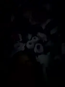 palorid online show from 01.14.26