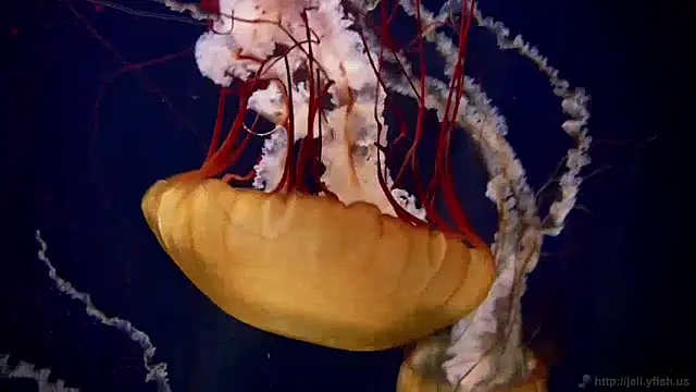 Snapshot of streamy_test11 chatting on 12.09.24 streamy test11 online show from 12.09.24