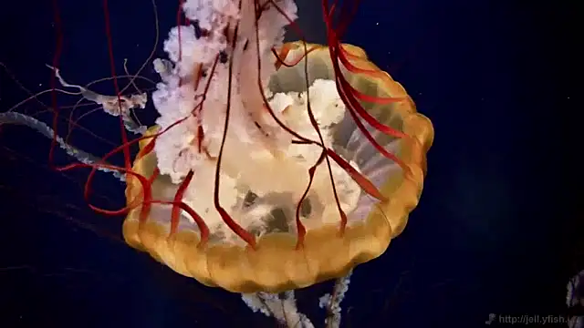 Snapshot of streamy_test11 chatting on 01.14.25 streamy test11 online show from 01.14.25