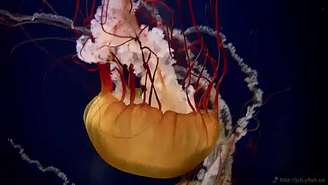 Snapshot of streamy_test11 chatting on 01.27.25 streamy test11 online show from 01.27.25