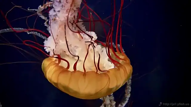 Snapshot of streamy_test11 chatting on 02.28.25 streamy test11 online show from 02.28.25