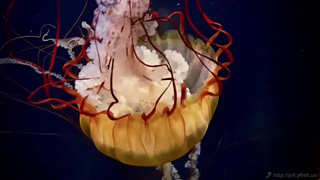 Snapshot of streamy_test11 chatting on 09.22.25 streamy test11 online show from 09.22.25