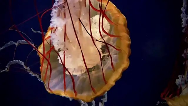 Snapshot of streamy_test11 chatting on 09.24.25 streamy test11 online show from 09.24.25