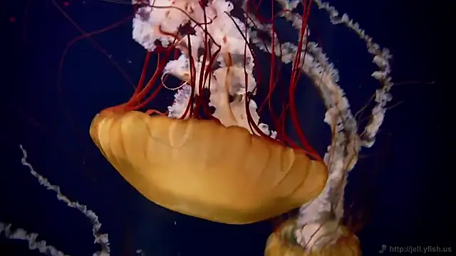 Snapshot of streamy_test11 chatting on 10.08.25 streamy test11 online show from 10.08.25