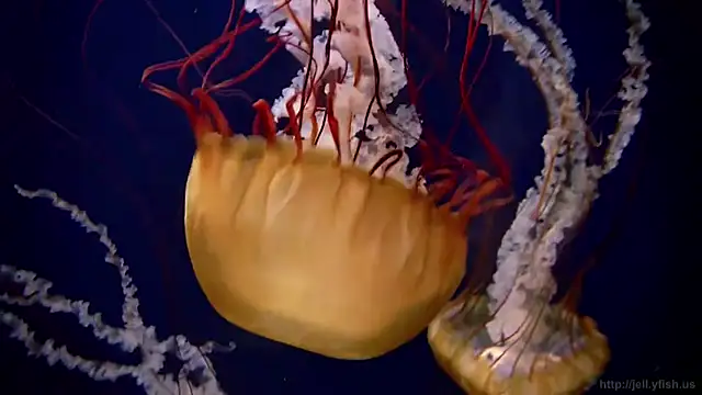 Snapshot of streamy_test11 chatting on 10.17.25 streamy test11 online show from 10.17.25