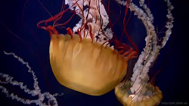 Snapshot of streamy_test11 chatting on 10.20.25 streamy test11 online show from 10.20.25