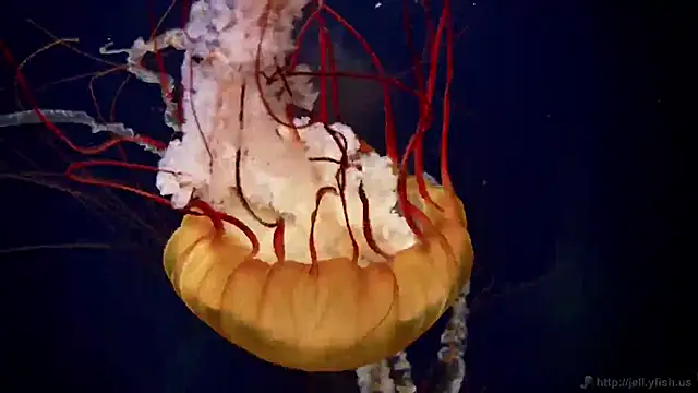 Snapshot of streamy_test11 chatting on 10.30.25 streamy test11 online show from 10.30.25