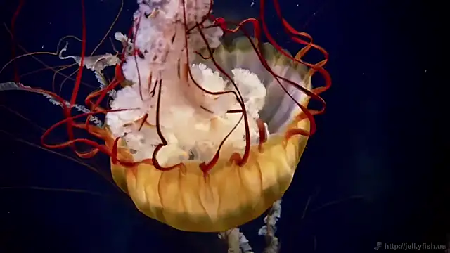 streamy test11 online show from 02.11.26