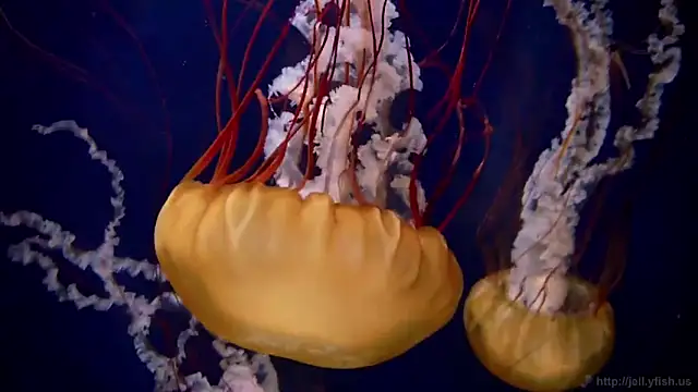 streamy test11 online show from 03.26.26