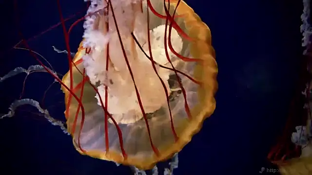 streamy test11 online show from 03.31.26