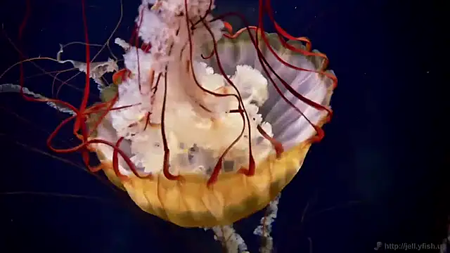 streamy test11 online show from 04.07.26