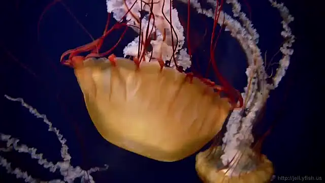 streamy test13 online show from 12.03.24