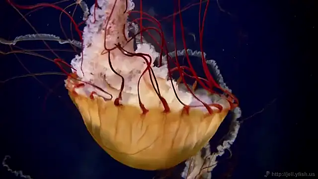 streamy test13 online show from 03.20.25