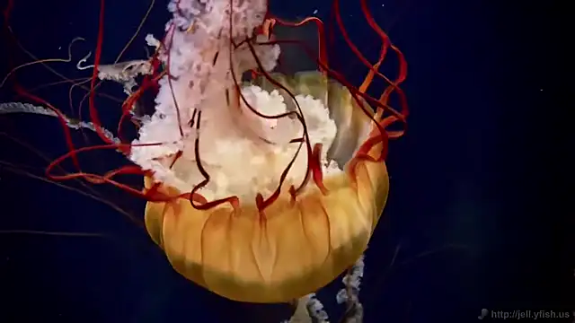 streamy test13 online show from 09.09.25