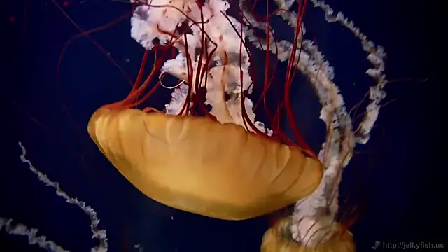 streamy test13 online show from 09.22.25