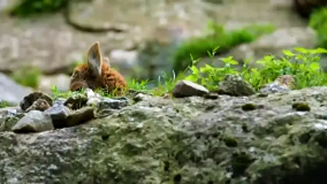 streamy test13 online show from 12.18.25