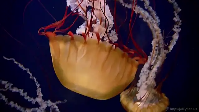 streamy test15 online show from 12.16.25