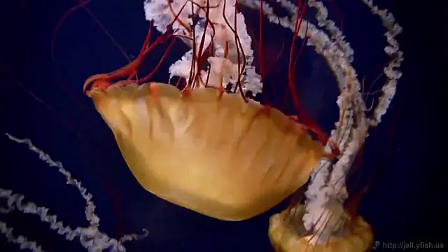 streamy test15 online show from 02.16.26