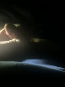 joeycbigcock online show from 04.22.26