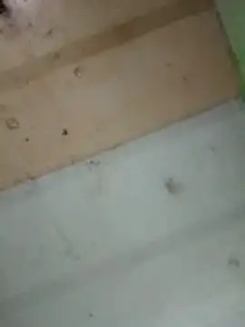 Alonsomadeira online show from 02.10.26