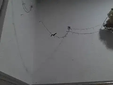 pedrodavid  online show from 12.08.24