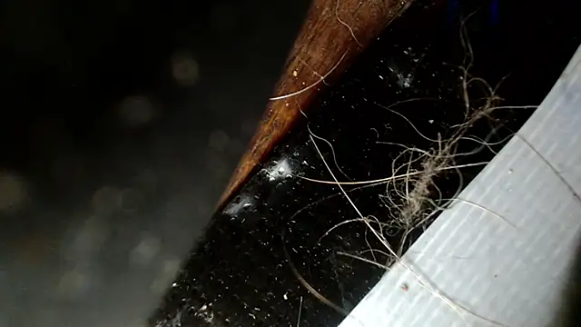 Snapshot of Gigadickman chatting on 12.03.24 Gigadickman online show from 12.03.24