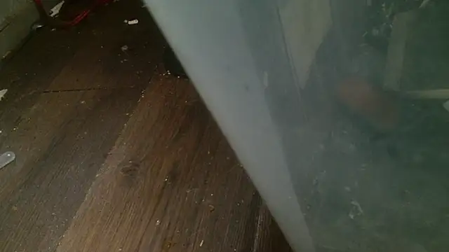 Snapshot of Gigadickman chatting on 02.27.25 Gigadickman online show from 02.27.25