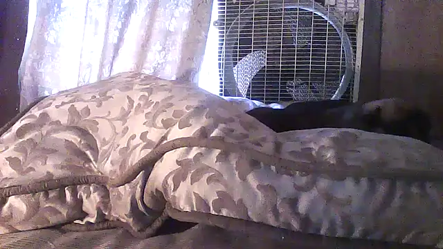 luke thighwalker2469 online show from 04.20.26