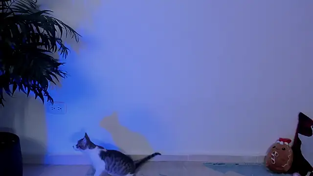 wendymoah online show from 12.17.24