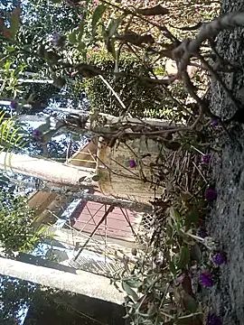 AssamSilchar93 online show from 02.07.26