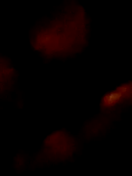 Snapshot of pretinhanovinha chatting on 03.07.26 pretinhanovinha online show from 03.07.26