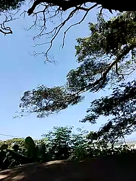 Snapshot of Chocolate_factory_man chatting on 01.18.25 Chocolate factory man online show from 01.18.25