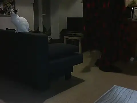 Snapshot of Lauzo21 chatting on 03.05.25 Lauzo21 online show from 03.05.25