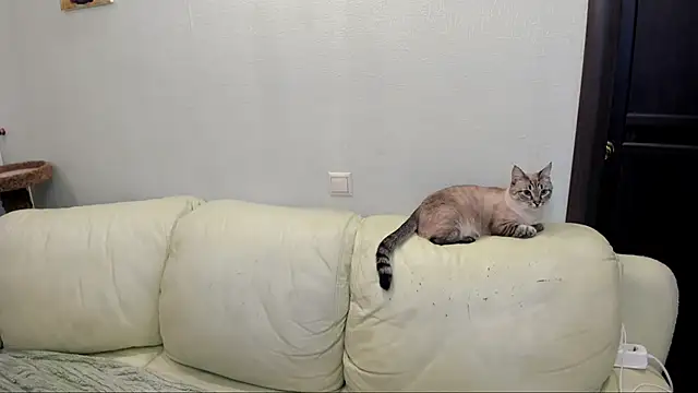 Pawsitive Panther online show from 12.17.24