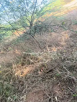 Snapshot of tamil000000 chatting on 03.09.25 tamil000000 online show from 03.09.25