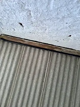 Snapshot of alexjs84 chatting on 11.22.25 alexjs84 online show from 11.22.25