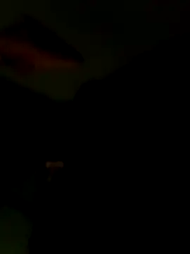 Raj41 online show from 01.15.26