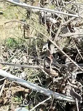 cute1gfbf online show from 03.05.25