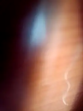 gordiricosv online show from 02.14.26